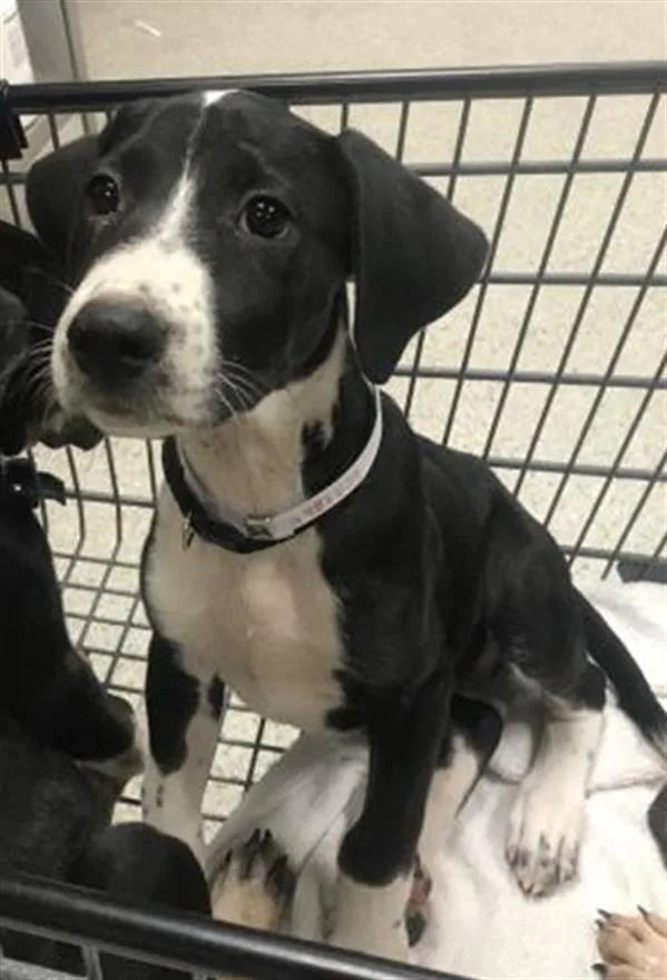 A baby small-sized female Labrador Retriever dog named Charlie for adoption in Conroe, TX