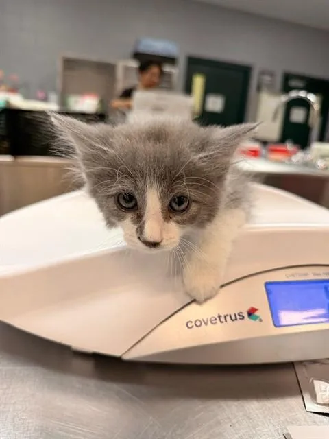 A baby small-sized male Domestic Short Hair cat named Opie for adoption in Thousand Palms, CA