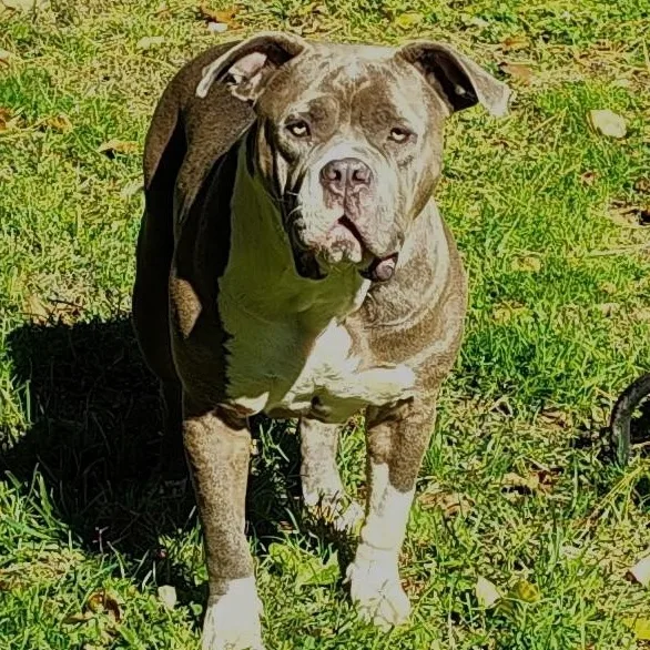 A young extra large-sized female American Bully dog named Freya for adoption in Old Lyme, CT