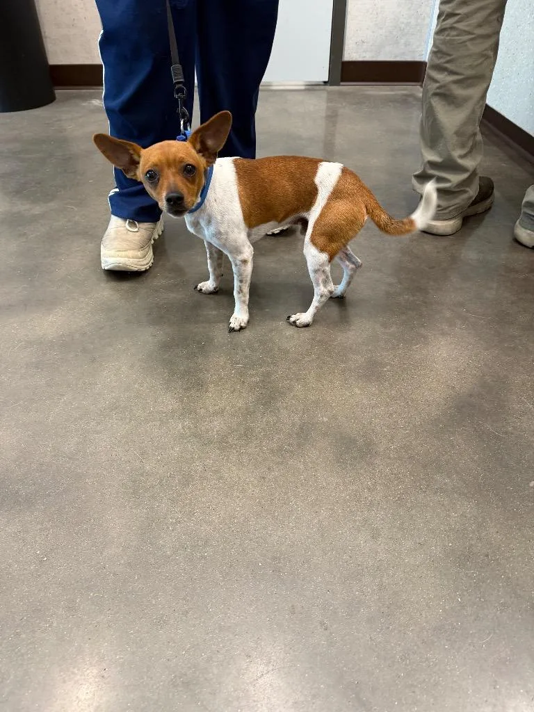 A baby medium-sized male Chihuahua dog named Jerry for adoption in Clarksville, TN
