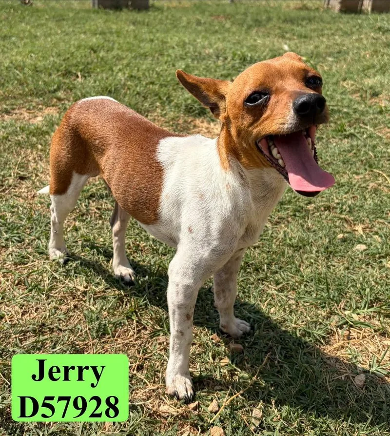Jerry thumbnail 2