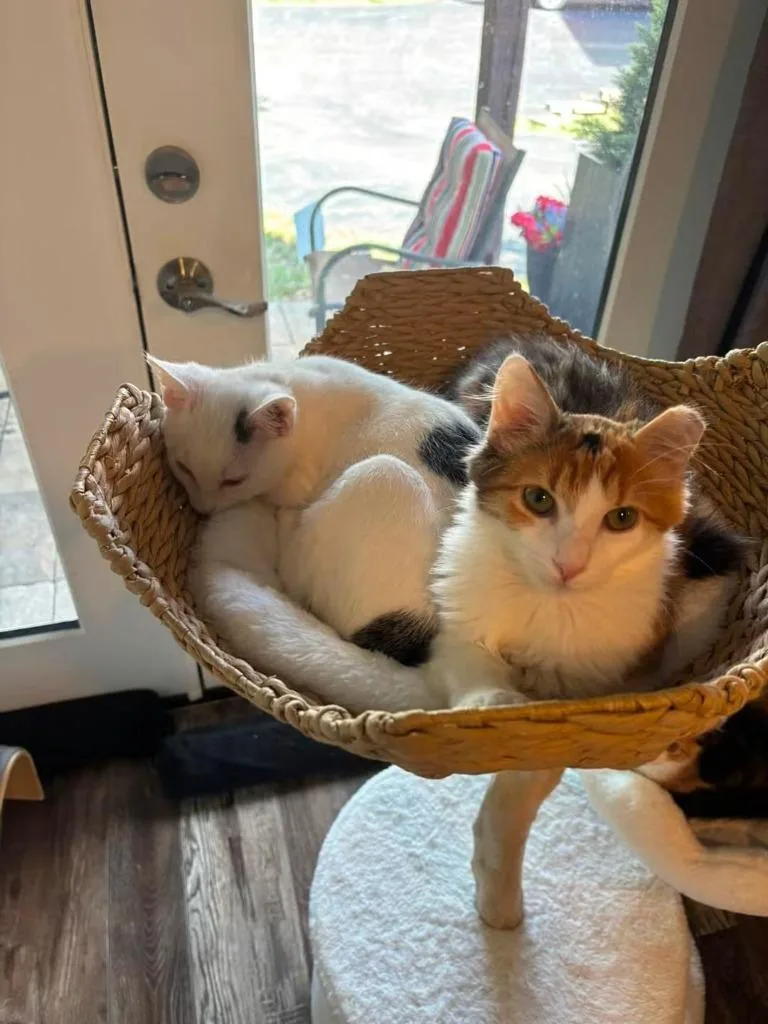 A baby small-sized female Domestic Medium Hair cat named Daisy Mae bonded wDomino for adoption in Ballwin, MO