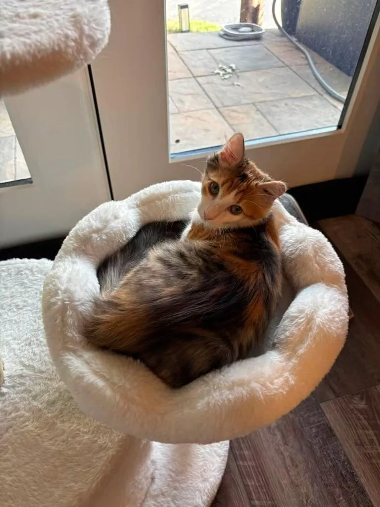 Daisy Mae bonded wDomino thumbnail 2