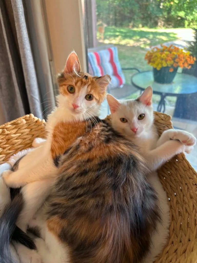 Daisy Mae bonded wDomino thumbnail 3