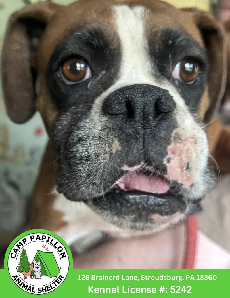 A young medium-sized female Boxer dog named Paula for adoption in Stroudsburg, PA