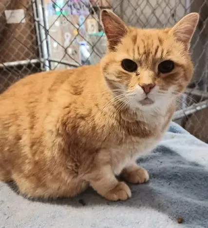 An adult medium-sized male Tabby (Orange / Red) Domestic Short Hair cat named Mango for adoption in Greenville, NC