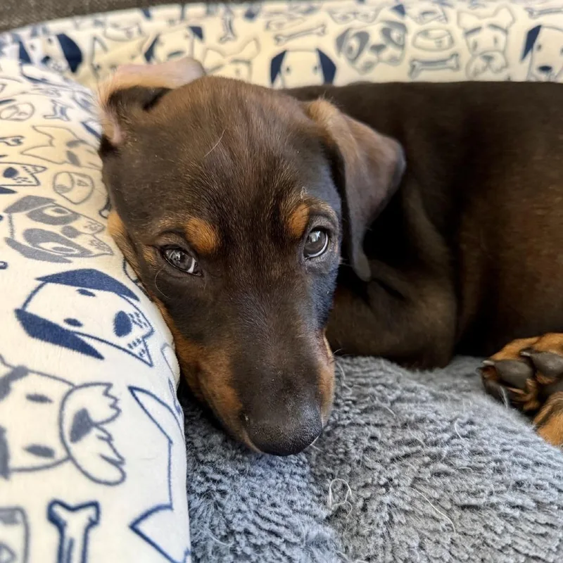 A baby large-sized male Black Doberman Pinscher dog named Hawkeye Costa Mesa Location for adoption in Chino Hills, CA