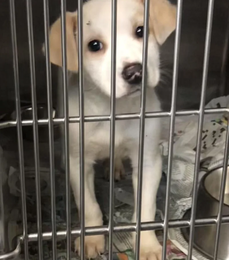 A baby medium-sized male Yellow / Tan / Blond / Fawn Mixed Breed dog named Thistle for adoption in Parma, OH