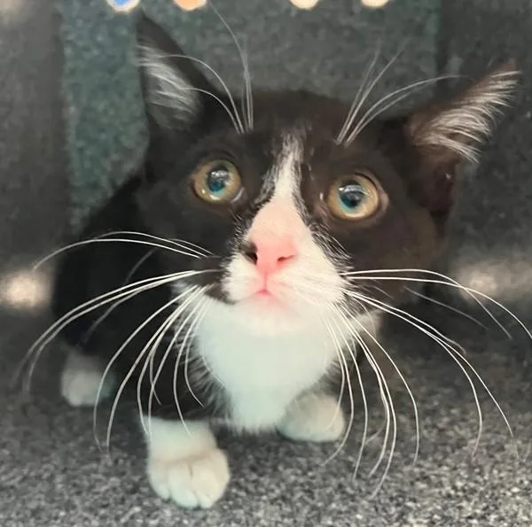 A baby small-sized female Domestic Short Hair cat named Suki for adoption in Staten Island, NY