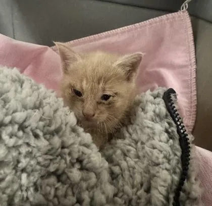 A baby small-sized male Domestic Short Hair cat named Itsy Bitsy for adoption in West Chester, PA