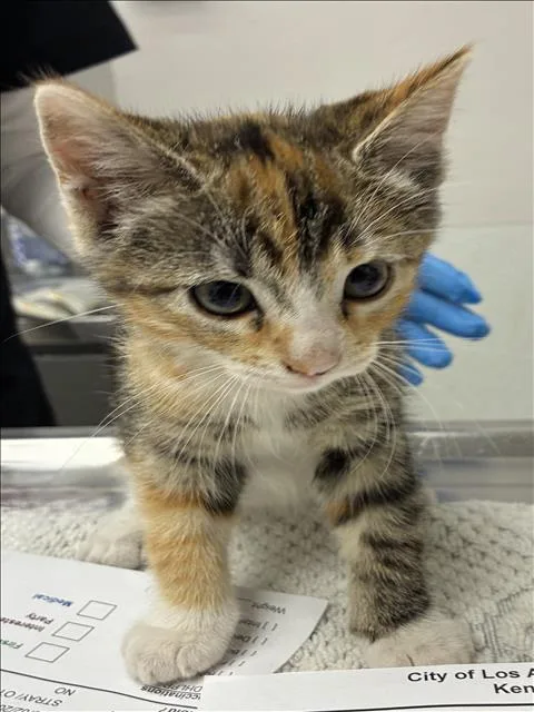 A baby small-sized female Domestic Short Hair cat named Daphne for adoption in Los Angeles, CA