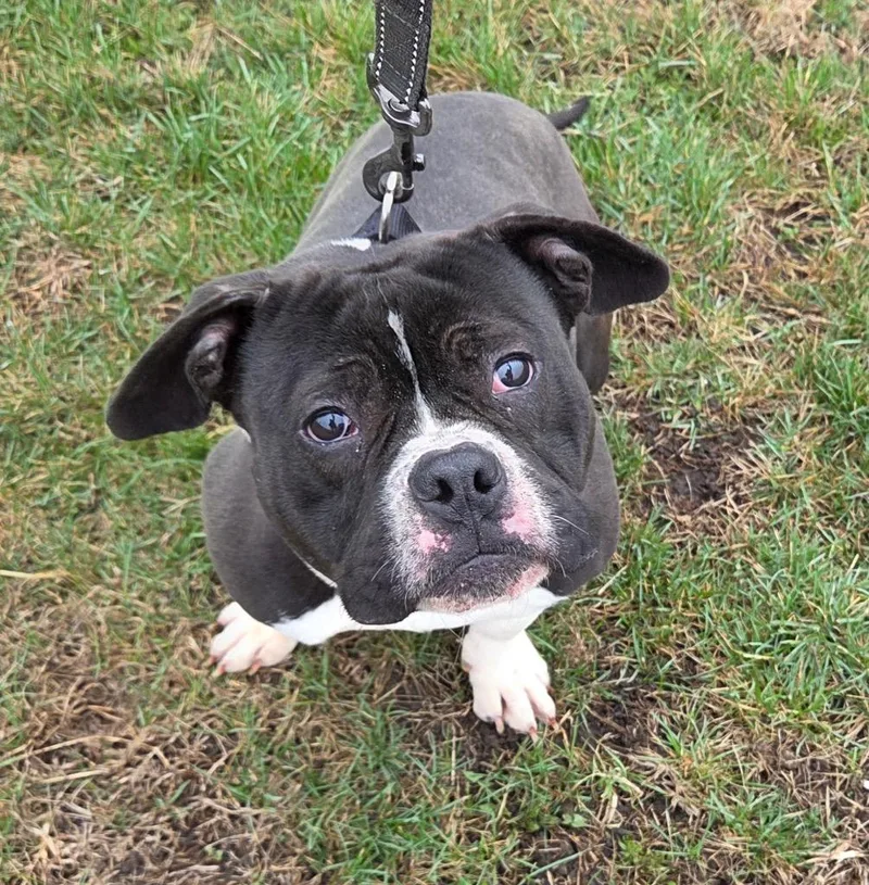 A young medium-sized male Pit Bull Terrier dog named Tux for adoption in Effingham, IL