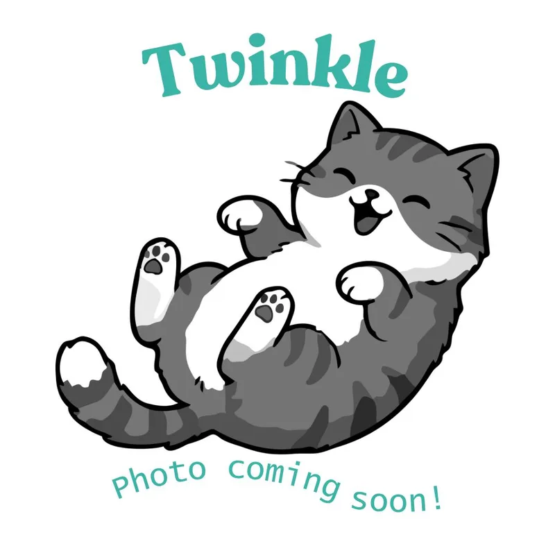 A baby medium-sized female Gray & White American Shorthair cat named Twinkle for adoption in Houston, TX