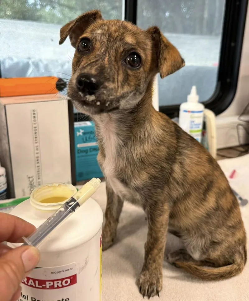 A baby medium-sized female Brindle Mixed Breed dog named Tigger for adoption in Santa Rosa, CA