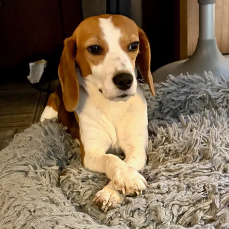 A young small-sized female Brown / Chocolate Beagle dog named Dixie for adoption in Nowata, OK