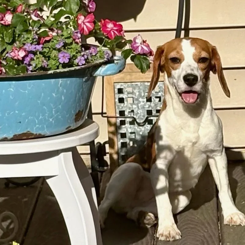 Dixie thumbnail 2