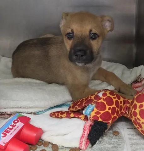 A baby small-sized male Brown / Chocolate Shepherd dog named Pluto LONGTIME RESIDENT for adoption in Thousand Oaks, CA