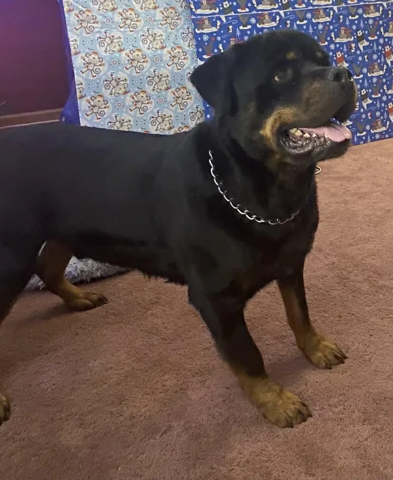 Arrow