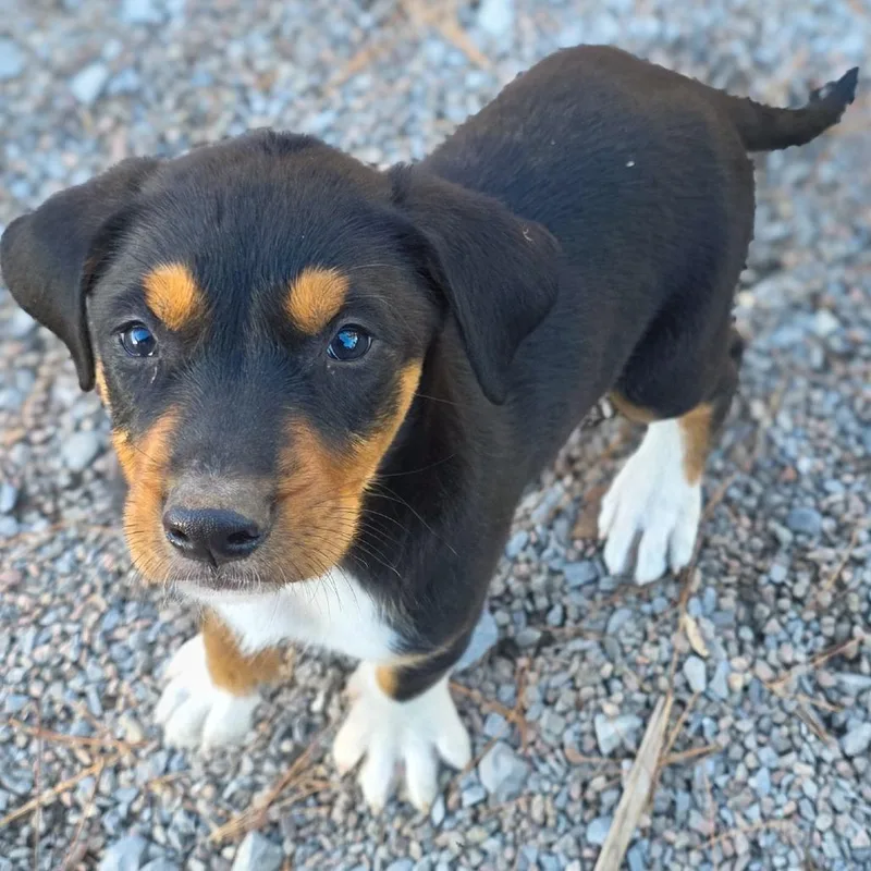 A baby medium-sized male Black Mixed Breed dog named Hickory for adoption in Glenfield, NY
