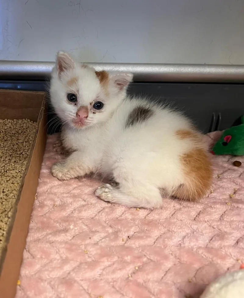 A baby medium-sized female Calico cat named Harissa for adoption in Mira Loma, CA