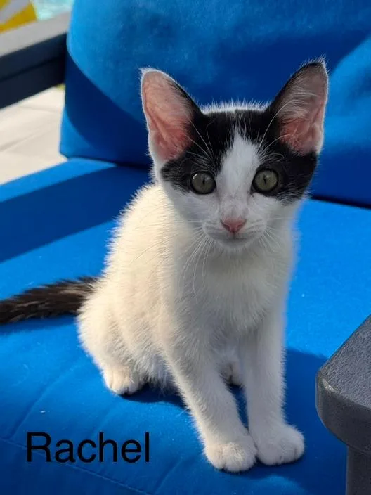 A baby small-sized female Black & White / Tuxedo Domestic Short Hair cat named Rachel for adoption in Wellington, FL
