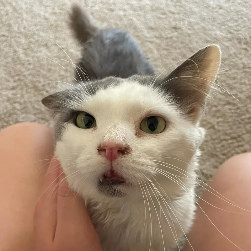 An adult large-sized male White Domestic Long Hair cat named Woodstock for adoption in Roanoke, VA