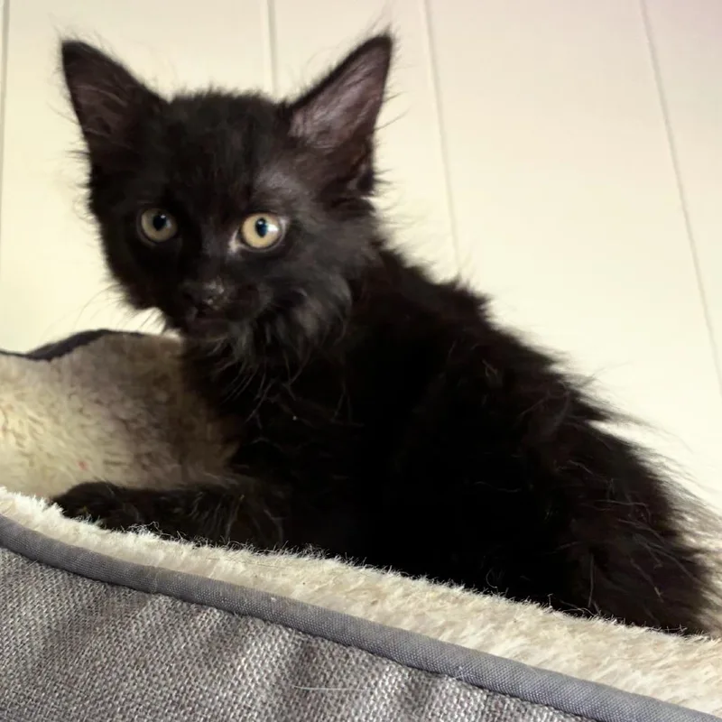 A baby small-sized female Domestic Medium Hair cat named Sheba for adoption in Wadena, MN