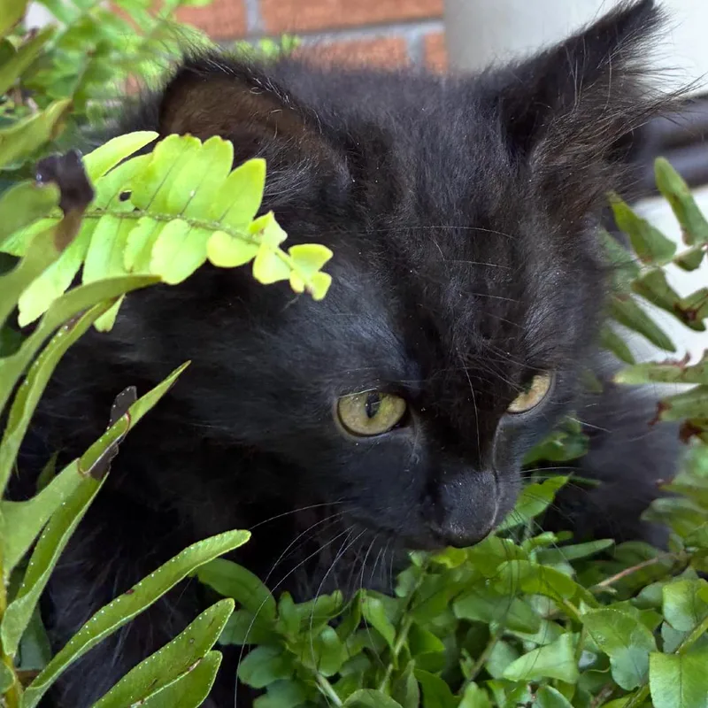Sheba thumbnail 3