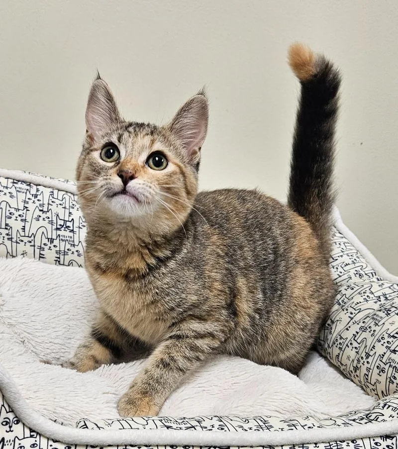 A baby small-sized female Domestic Short Hair cat named Lucie for adoption in Fremont, OH