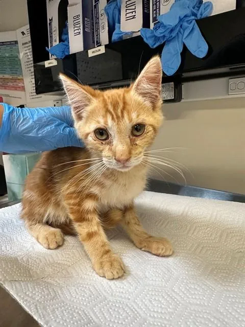 A baby small-sized male Domestic Short Hair cat named Ham for adoption in San Luis Obispo, CA