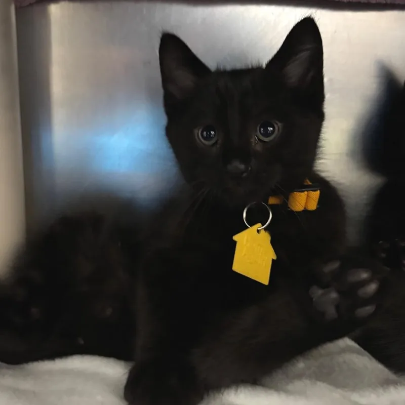 A baby small-sized male Black Domestic Short Hair cat named Submarine for adoption in Springfield, MA