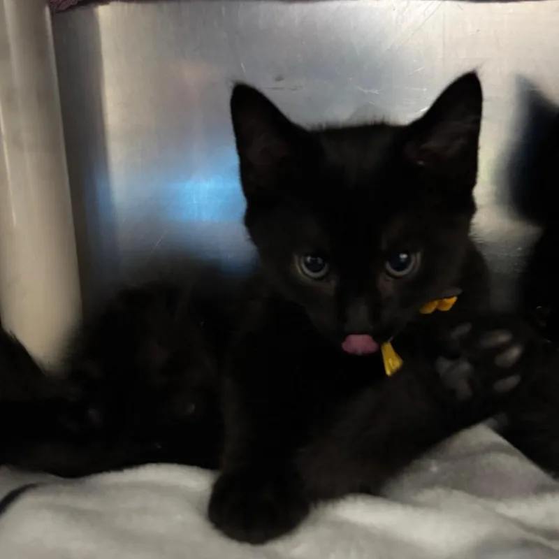 Submarine thumbnail 3