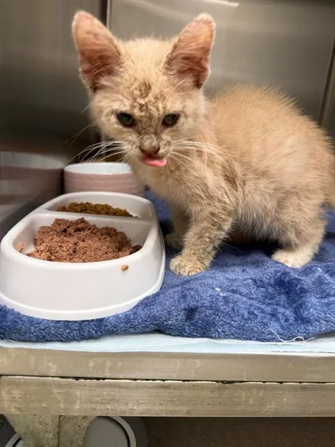 A baby small-sized female Domestic Short Hair cat named Flora for adoption in Baytown, TX