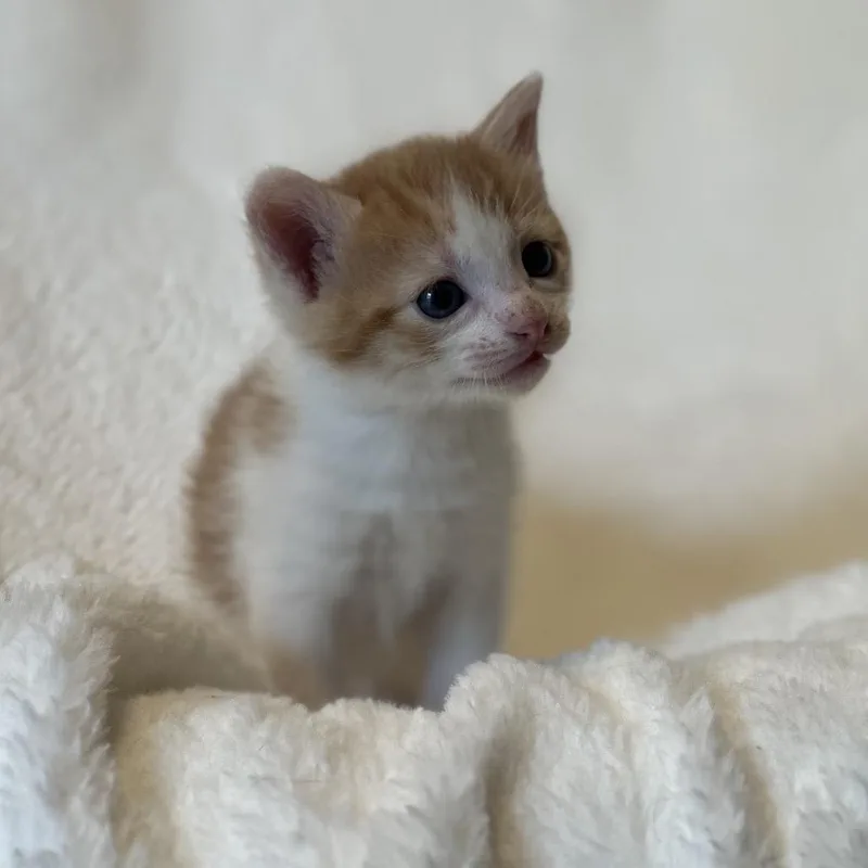 A baby small-sized male Orange / Red Domestic Short Hair cat named Gleep for adoption in Clarksville, AR