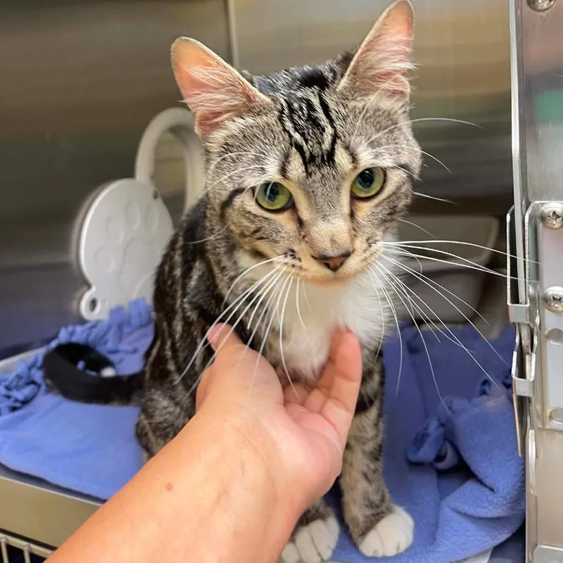 An adult medium-sized male Brown / Chocolate Domestic Short Hair cat named Buckaroo C for adoption in Princeton, MN