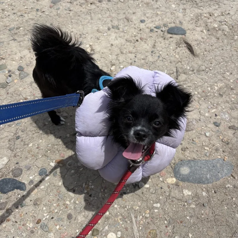 A young small-sized female Black Chihuahua dog named Poppy for adoption in Pueblo, CO