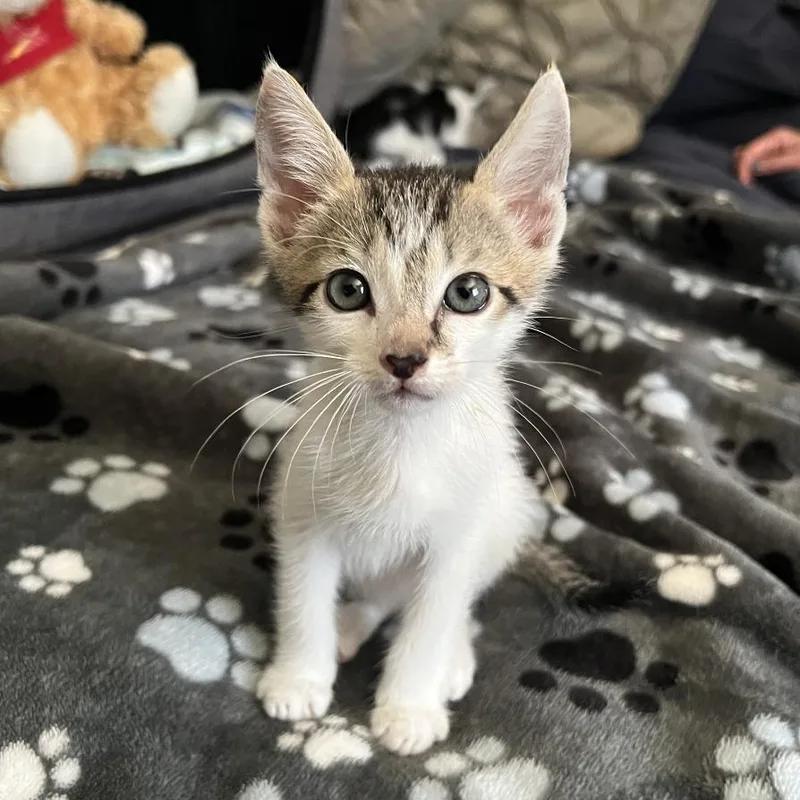 A baby small-sized male Domestic Short Hair cat named Venn for adoption in Los Angeles, CA