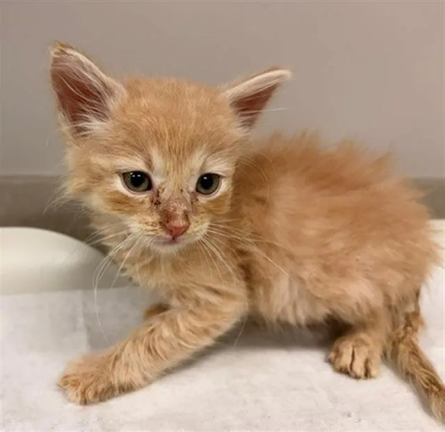 A baby small-sized male Domestic Short Hair cat named Bubble for adoption in Baytown, TX