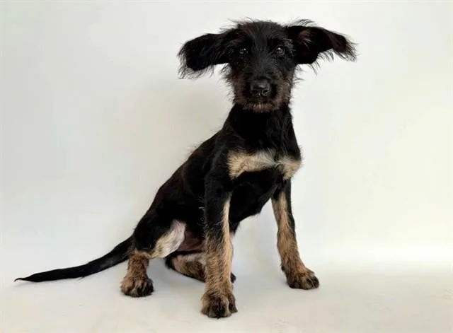 A baby small-sized female Terrier dog named Krystal for adoption in Saint Louis, MO