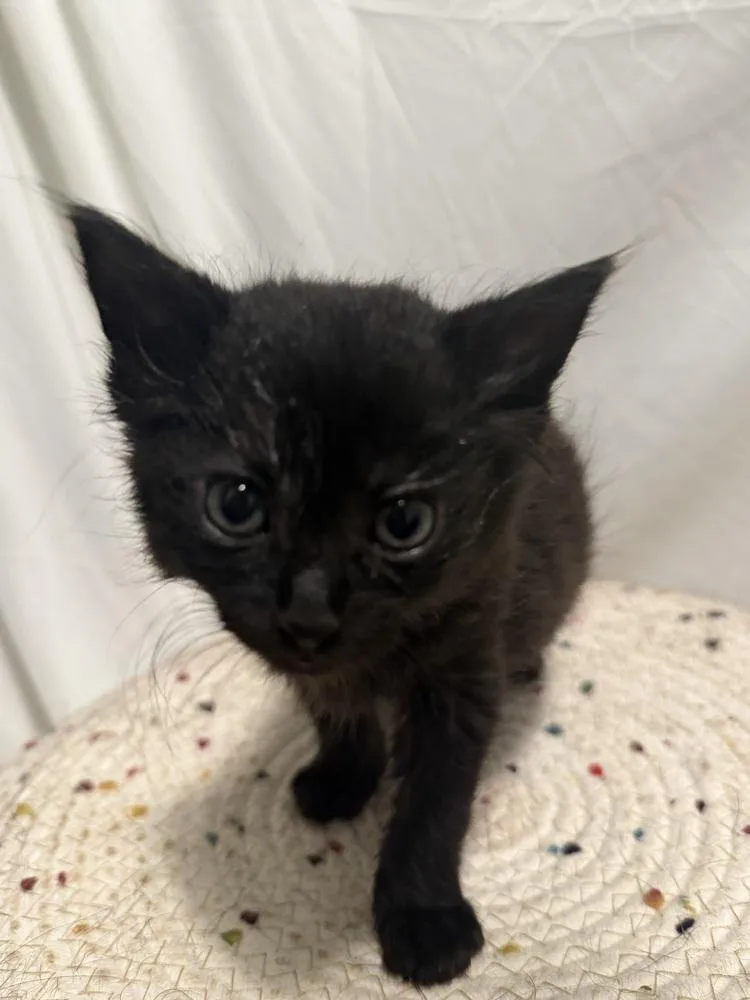 A baby small-sized male Black Domestic Short Hair cat named Dickens for adoption in Palatine, IL