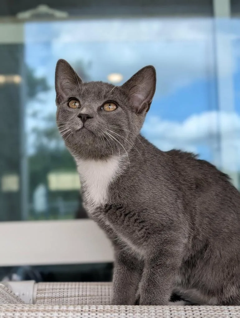 A baby medium-sized female Domestic Short Hair cat named Violet for adoption in Kingsland, GA