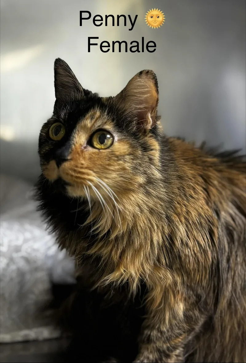 A senior medium-sized female Domestic Long Hair cat named Penny for adoption in Calais, ME