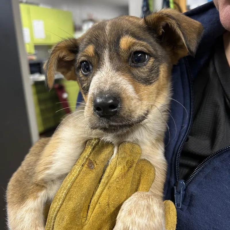 A young small-sized male Brown / Chocolate Australian Shepherd dog named Tater for adoption in Morganton, NC