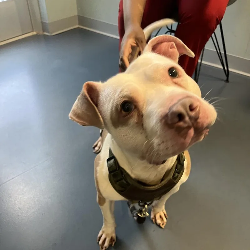 An adult medium-sized male White / Cream Pit Bull Terrier dog named Tater for adoption in Greensboro, NC