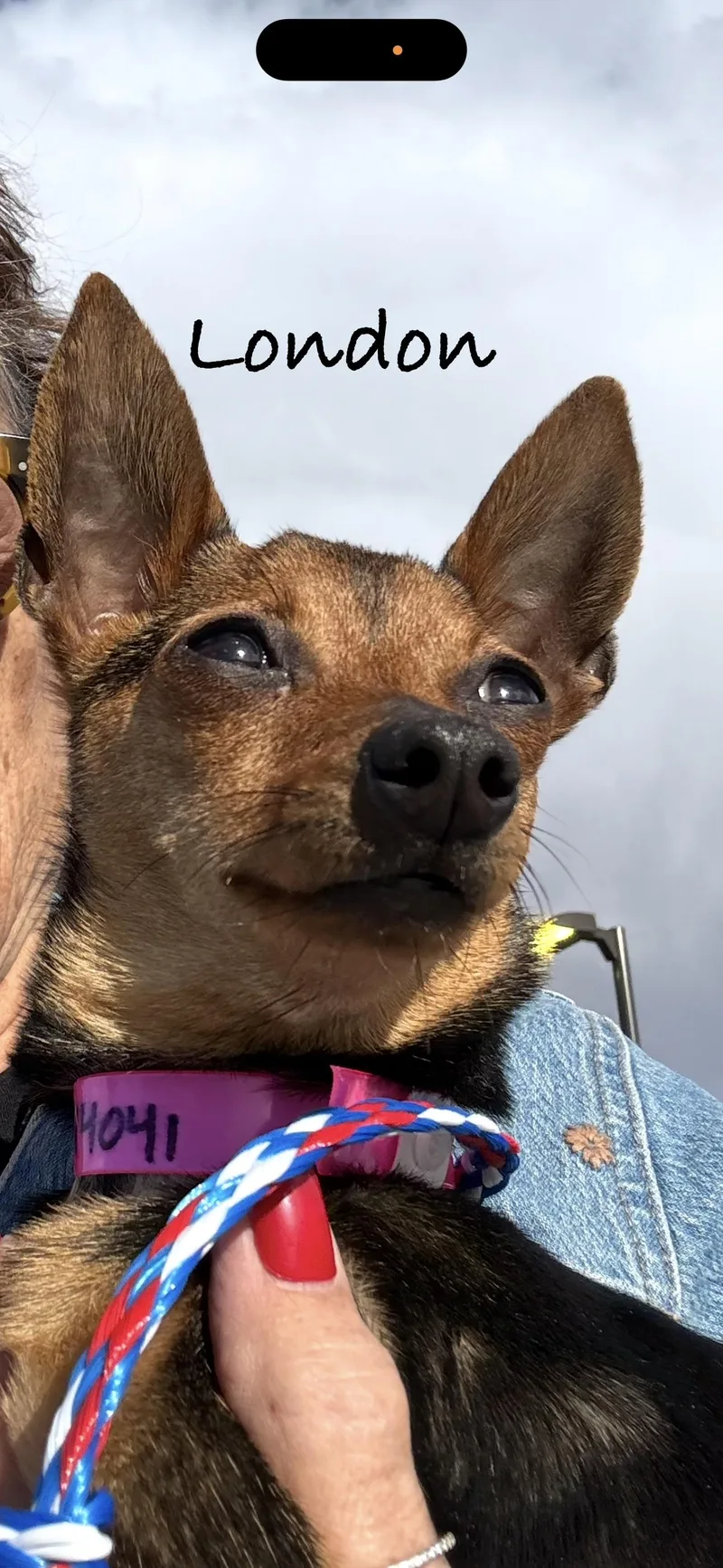 A young small-sized female Bicolor Chihuahua dog named London for adoption in Las Vegas, NV