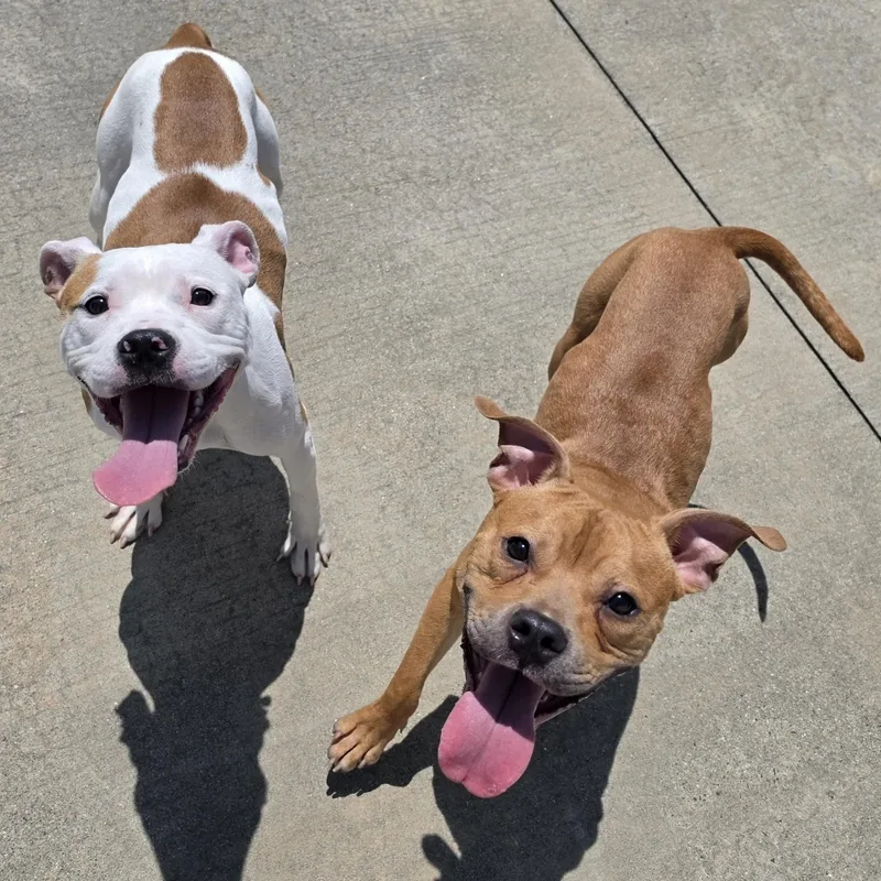 A baby medium-sized female White / Cream Pit Bull Terrier dog named Bambi  Pretty Puppy for adoption in Meriden, CT