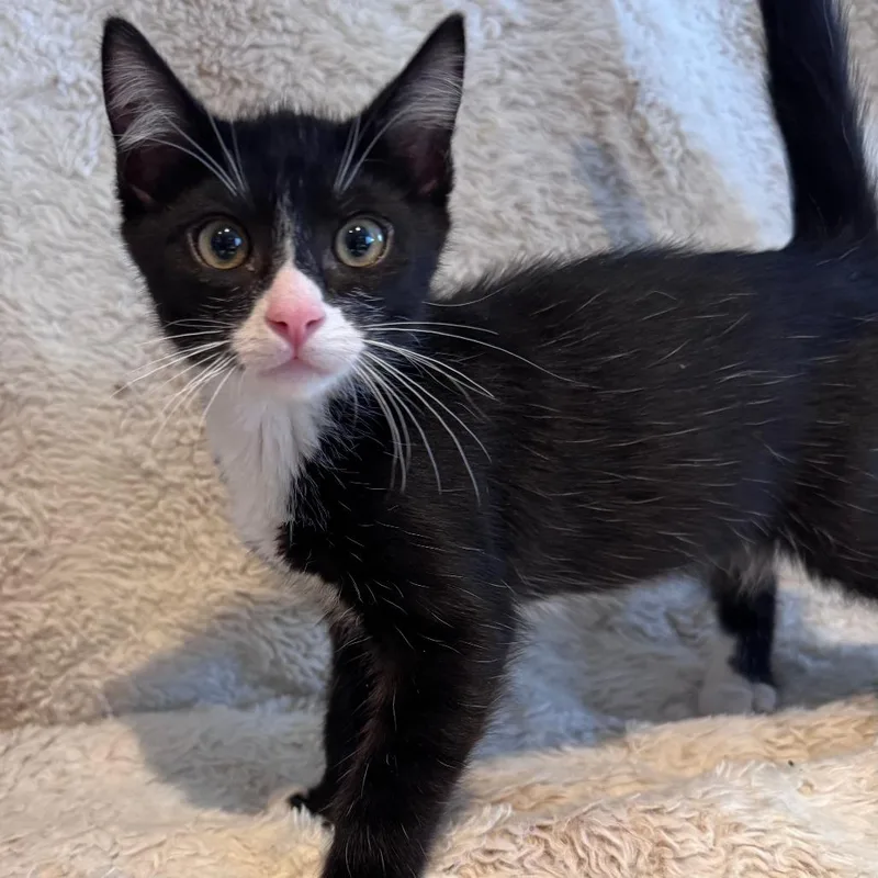 A baby small-sized male Domestic Short Hair cat named Cody for adoption in Hemet, CA