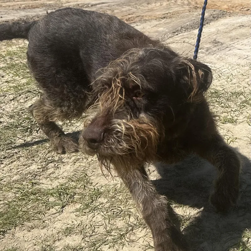A young medium-sized male Brown / Chocolate Standard Schnauzer dog named Barkese for adoption in LOXAHATCHEE, FL