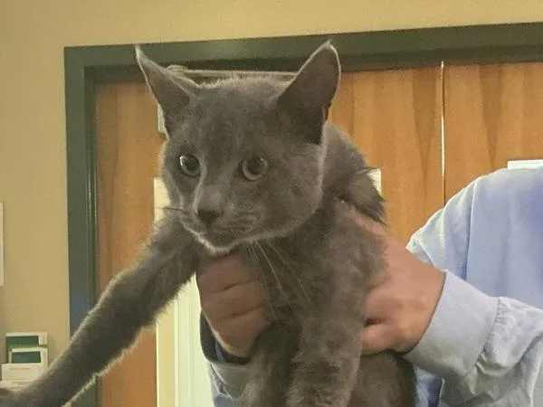 An adult small-sized male Domestic Short Hair cat named Barack Obameow for adoption in Virginia Beach, VA