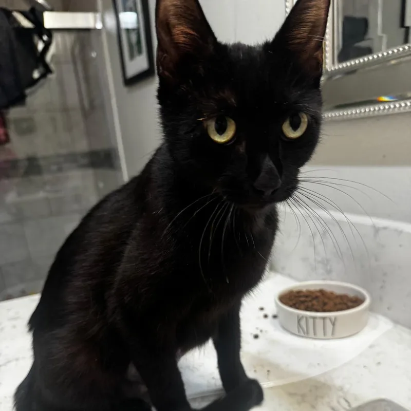 A young small-sized female Black Domestic Short Hair cat named Coachella for adoption in Los Angeles, CA
